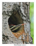 20150613 113 Pileated Woodpecker .jpg