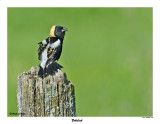 20150530 012 SERIES - Bobolink.jpg