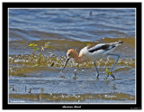 20150624-2 066 American Avocet.jpg