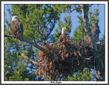 20150626 211 Bald Eagles 1r1.jpg