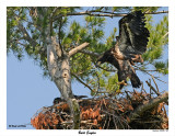20150629-2 662 Bald Eagles.jpg
