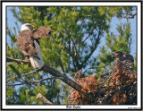 20150626 759 SERIES - Bald Eagles.jpg
