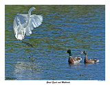 20150624 780 SERIES -  Great Egret and Mallards.jpg