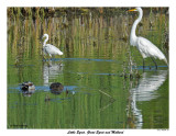 20150624 066 Little Egret, Great Egret and Mallards.jpg