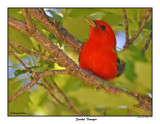 20150619 - 1 009 Scarlet Tanager.jpg