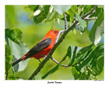 20150619 - 2 124 Scarlet Tanager.jpg