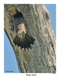 20150606 240 SERIES - Northern Flicker and Great Crested Flycatchers.jpg