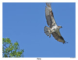 20150702 199 Osprey.jpg