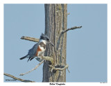 20150711 277 SERIES - Belted Kingfisher.jpg