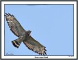 20150711 354 Broad-winged Hawk 1r1.jpg