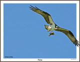 20150715 038 SERIES - Osprey3.jpg