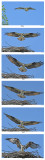 20150715 108 - 121 SERIES - Osprey.jpg