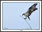 20150717-2 085 SERIES - Osprey.jpg