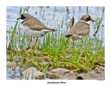 20150527 668 SERIES - Semipalmated Plovers.jpg