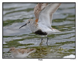 20150522 340 SERIES - Dunlin.jpg