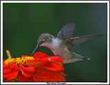20150726 188 Ruby-throated Hummingbird.jpg