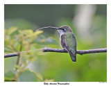 20150724 339 Ruby-throated Hummingbird.jpg