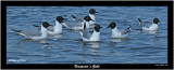 20150727 1058 SERIES - Bonaparte's Gulls.jpg