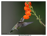 20150731 058 SERIES - Ruby-throated Hummingbird (m).jpg