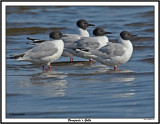 20150727 304 SERIES - Bonaparte's Gulls.jpg