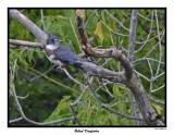 20150802 001 Belted Kingfisher.jpg