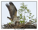 20150812 264 SERIES -  Osprey - (juvenile, maiden flight).jpg