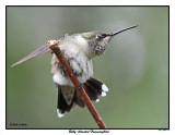 20150811 185 SERIES - Ruby-throated Hummingbird.jpg