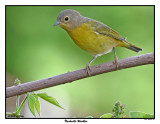 20150814 126 Nashville Warbler.jpg