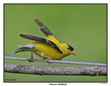 20150804 181 American Goldfinch 1r1.jpg