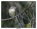 20150804 064 Warbling Vireo.jpg