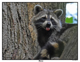 20150824 064 Racoon2.jpg