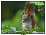 20150825 016 Red Squirrel.jpg