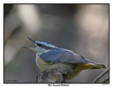20150818 655 Red-breasted Nuthatch.jpg