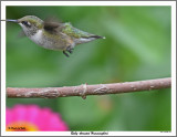 20150826 069 Ruby-throated Hummingbird.jpg