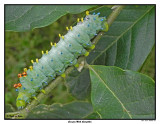 20150830 166  SERIES - Cecropia Moth Caterpillar.jpg