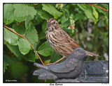 20150824 267 Song Sparrow.jpg