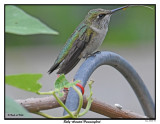 20150826 094 SERIES - Ruby-throated Hummingbird.jpg