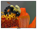 20150907 004 Bumble Bee.jpg