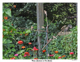 20150823 031 House Sparrows in Our Garden.jpg