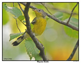 20150909 008 Magnolia Warbler.jpg