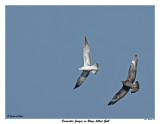 20150918 069 SERIES - Parasitic Jaeger vs Ring-billed Gull2.jpg