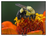 20150907 001 Bumble Bee2.jpg
