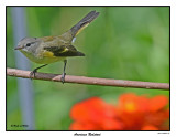 20150804 079 American Redstart.jpg