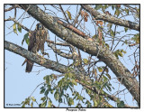20150901 183 SERIES - Peregrine Falcon.jpg