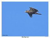 20150918 006 Bald Eagle juv.jpg