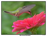 20150825 008 SERIES - Ruby-throated Hummingbird.jpg