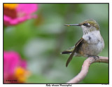 20150826 057 Ruby-throated Hummingbird.jpg