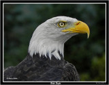 20150830 090  Bald Eagle.jpg