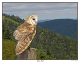 20150830 107 Barn Owl.jpg