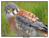 20150830 066 American Kestrel.jpg
